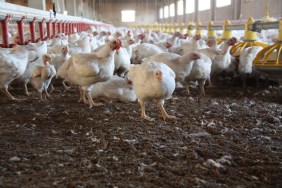 Tim Hortons Announces New Cage-Free Egg Policy