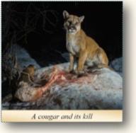 A Conversation about cougars and other predators, with Philip Marasco, Alberta Fish and Wildlife