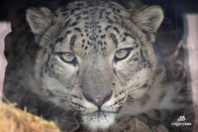 Striking New Snow Leopard in Town