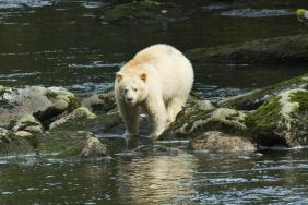 Final Agreement Will Permanently Safeguard 85 Percent of Great Bear Rainforest