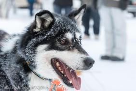 The 33rd Yukon Quest Got Underway on the Weekend