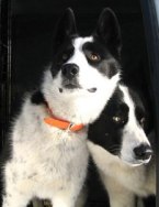 Karelian Bear Dogs Help Keep People and Bears Safe