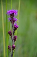 Alberta Wildflower Helps Scientists Plan for Climate Change