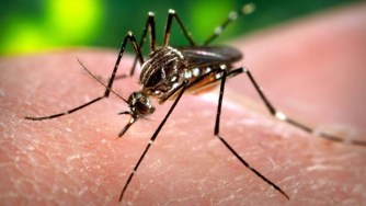 Zika Virus: What you need to know