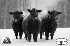 2017 Canadian Angus Gold Show Winners