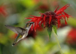 Hummingbirds’ Extraordinary Migratory Marathons