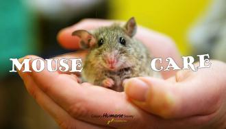 Calgary Humane Society: Mouse Care