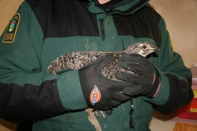 Sage-grouse from Montana now home to roost in Alberta
