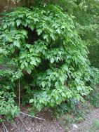 Healthy Tips from Pharmasave: Poison Ivy