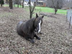 Horses: The Pity Purchase