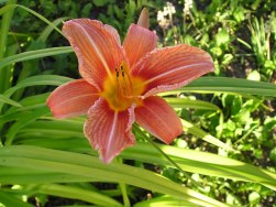 Millarville Horticulture Club News: Daylilies and Plant Sale