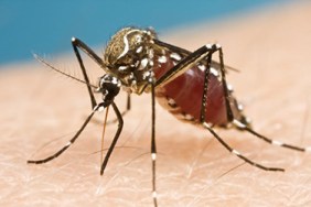 Statement from the Chief Public Health Officer of Canada and Ontario’s Chief Medical Officer of Health on the first positive case of sexually transmitted Zika Virus