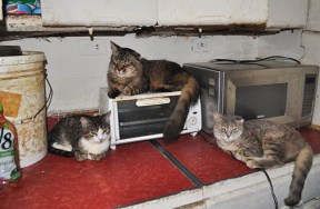 ASPCA: A Closer Look at Animal Hoarding