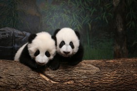 Government Helps Bring Panda-mania to Calgary Zoo