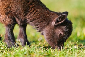 Goat Grazing – Piloting a Natural Form of Weed Control in Calgary