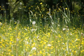 Healthy Tips from Pharmasave: Hay Fever
