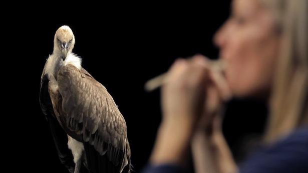 Allora & Calzadilla: Echo to Artifact explores Canada’s prehistoric past, June 3–August 28, 2016 at your AGA