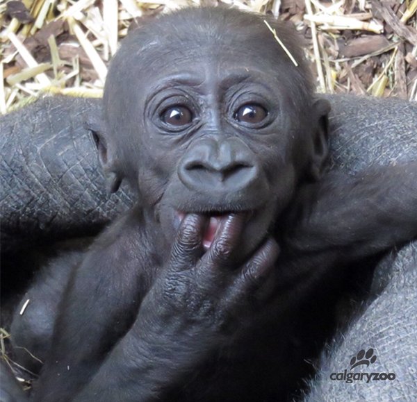 Calgary Zoo Names Baby Gorilla