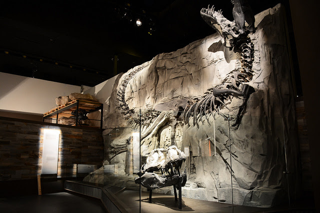 New DINO-mite Exhibit Paves Way for Tyrrell Expansion