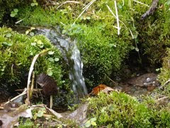 Glenbow Ranch: Park Springs Teem With Life