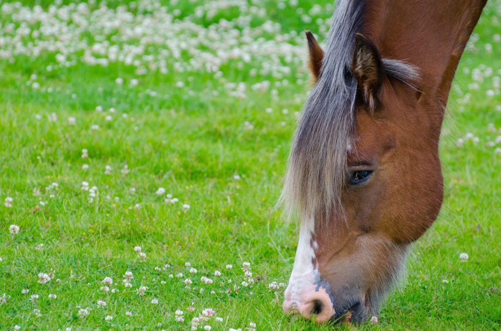 A Horse In My Back Yard: Some Things You Need to Know