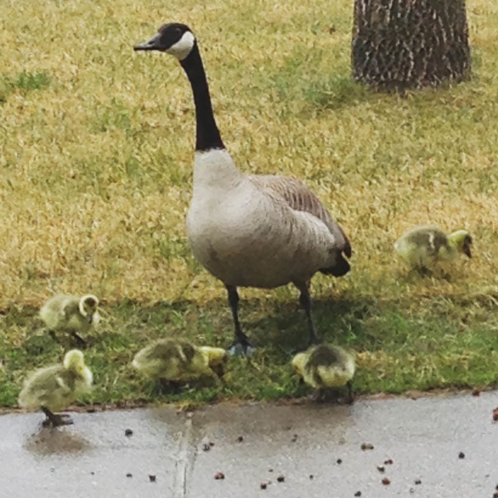 There’s a Goose on the Loose!