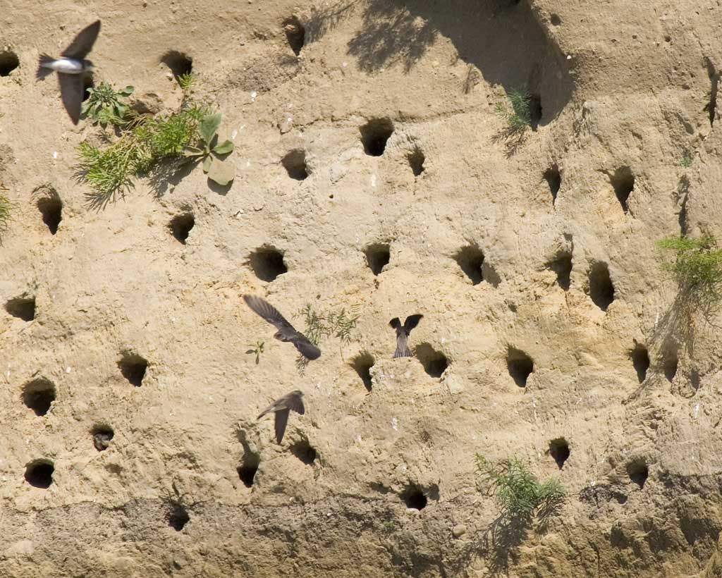 Winged Burrowers at Glenbow Ranch Provincial Park