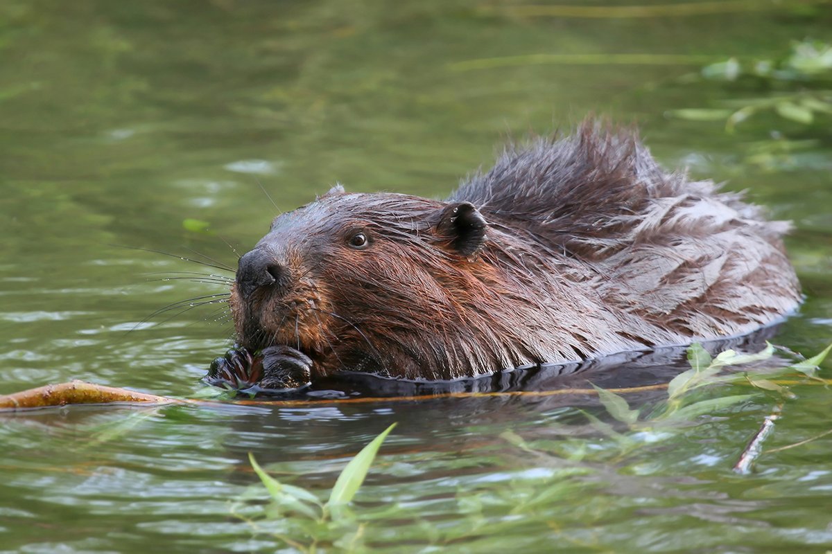 Beaver Control Necessary to Protect Municipal Infrastructure and Private Property in High River