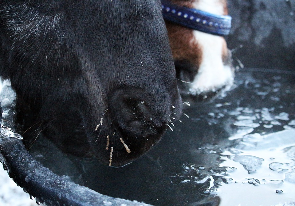 Horses: Winter Water
