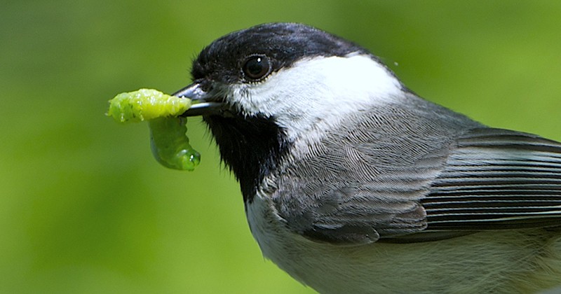 Want Birds in Your Yard? Plant Native Trees