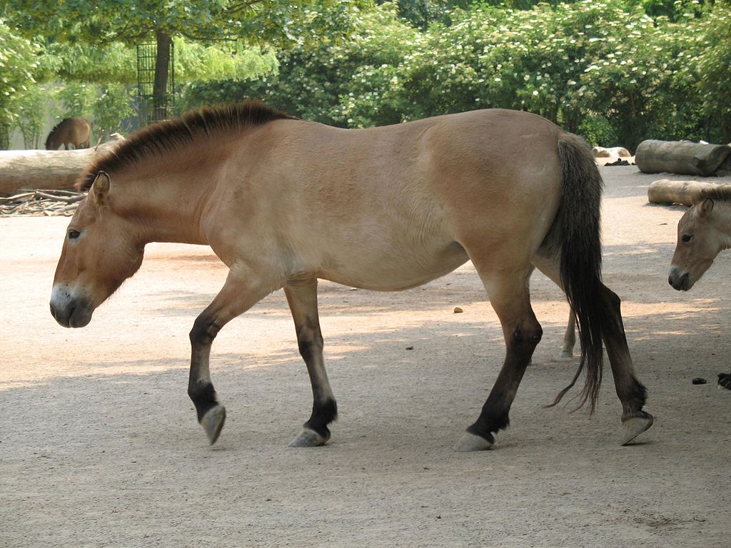 Mongolia’s Przewalski’s Horse