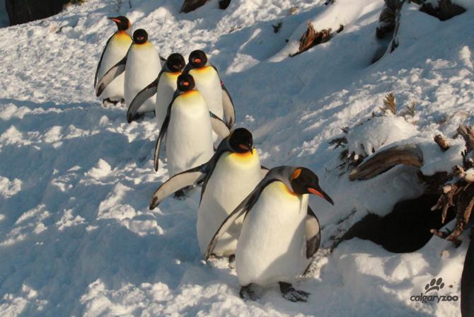 Waddlers Unite – Penguin Walk Returns at the Calgary Zoo
