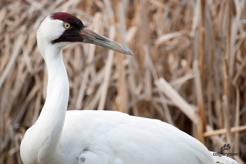 Whooping Crane Program at the Calgary Zoo – Another Successful Year