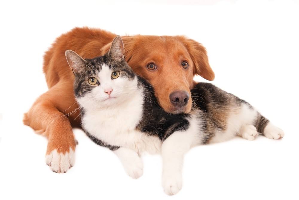 Veterinarians Caution: Medical Marijuana Exposure in Pets
