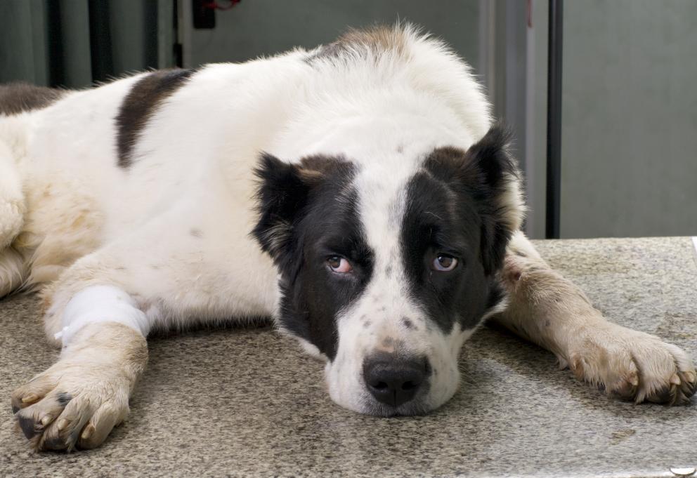 What You Should Know About the Dog Flu