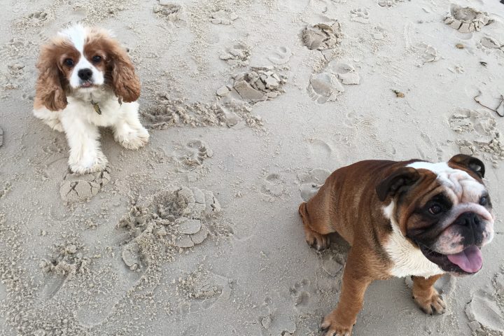 From Best Friend to Therapist: Emotional Support Animals