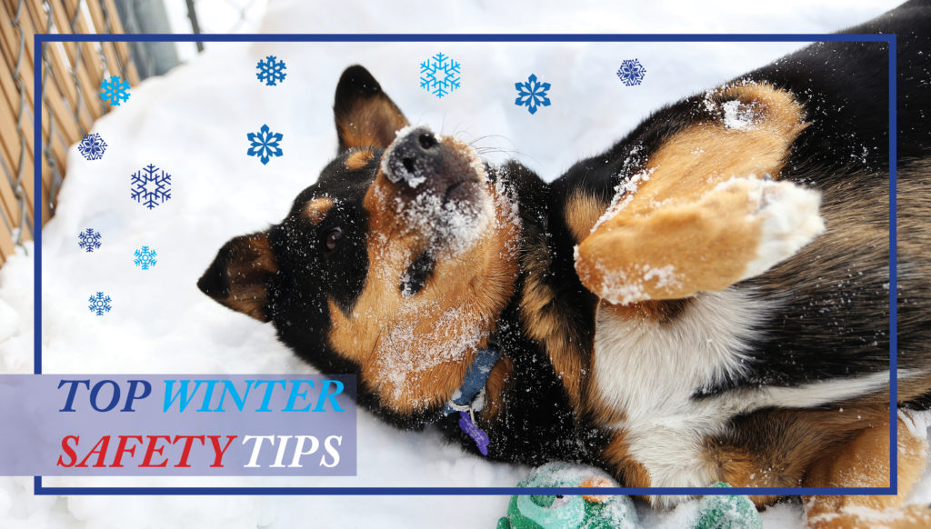 Your Pets: Top Cold Weather Safety Tips!