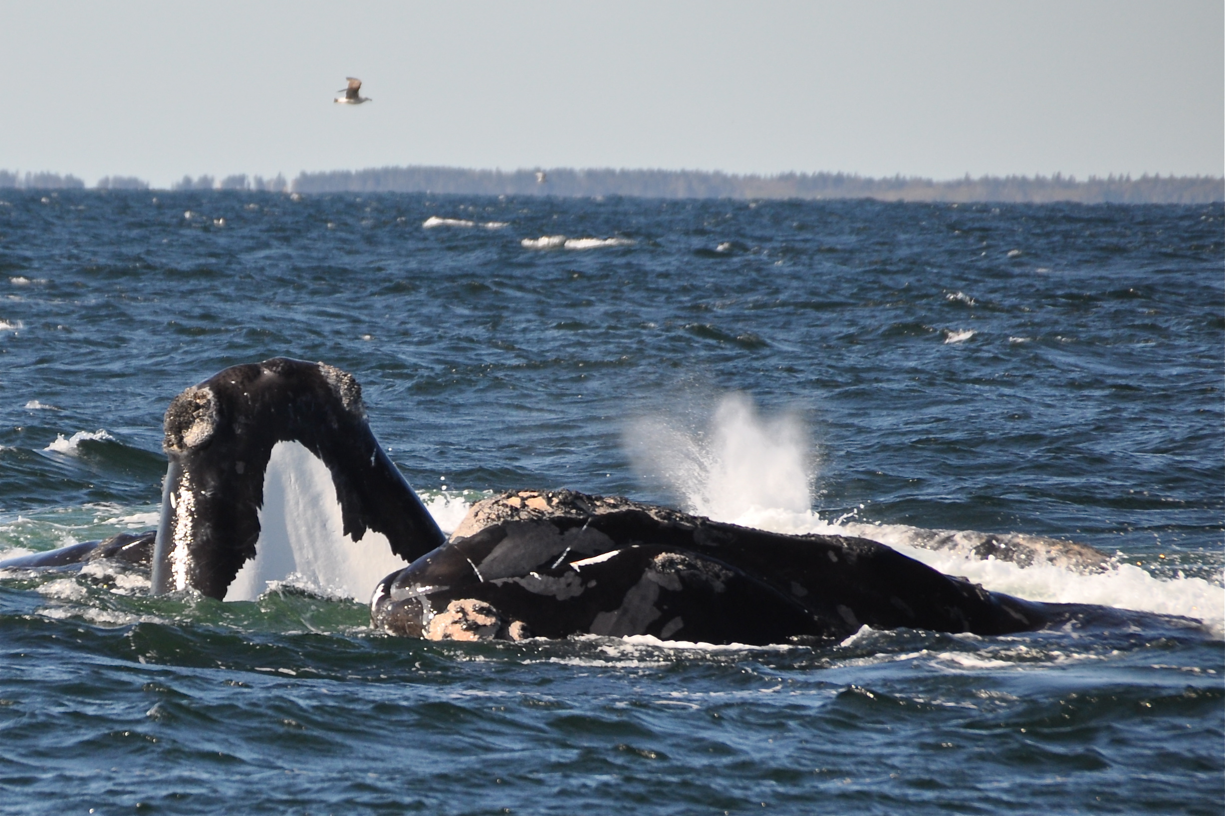 Government of Canada Unveils its Plan for Protecting North Atlantic Right Whales in 2018