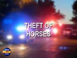 RCMP Livestock Section Investigate Theft of 12 Mares