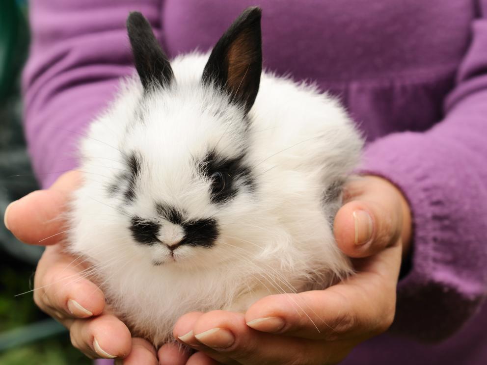 Is a Rabbit Right for your Family?