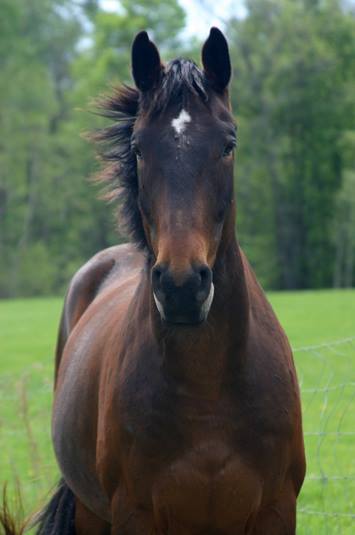 Equine Health Education for Horse Owners in Calgary this April