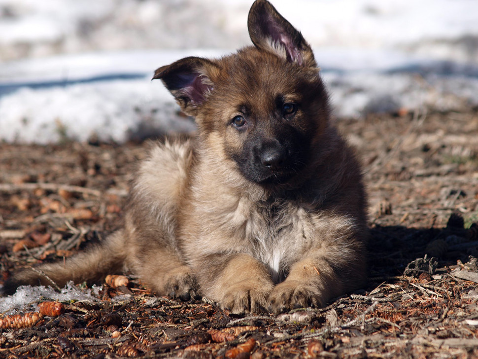 Winners of the 2018 RCMP Name the Puppy Contest have been Chosen