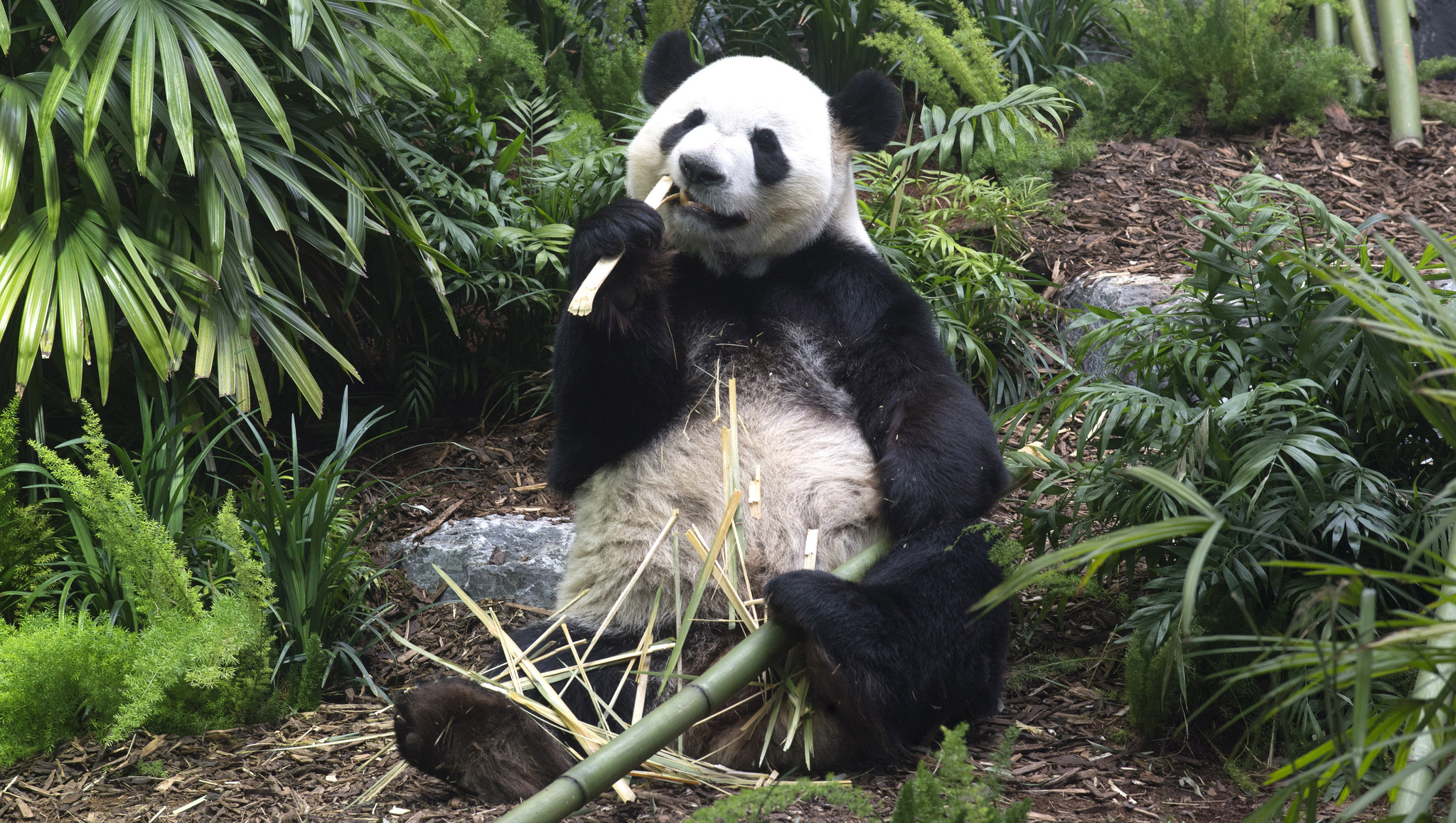 It’s Panda-monium at the Calgary Zoo