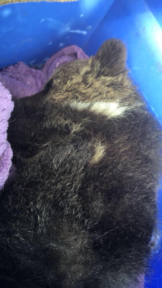 “Groot” the Grizzly Cub Put Down After Rescue