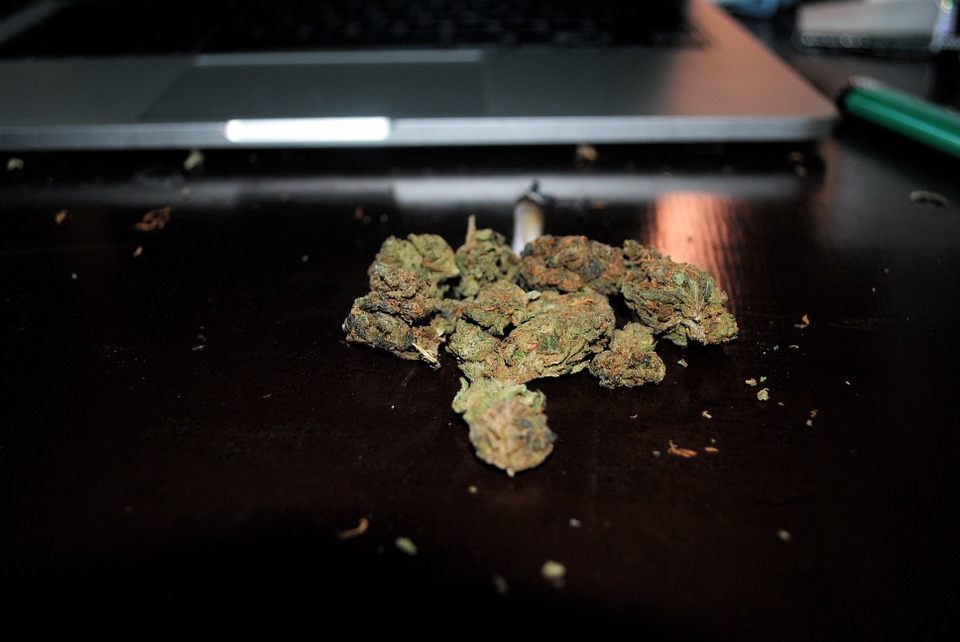 SellSafe Cannabis Staff Training Program and Application to Work in the Recreational (non-medical) Cannabis Industry Now Available Online