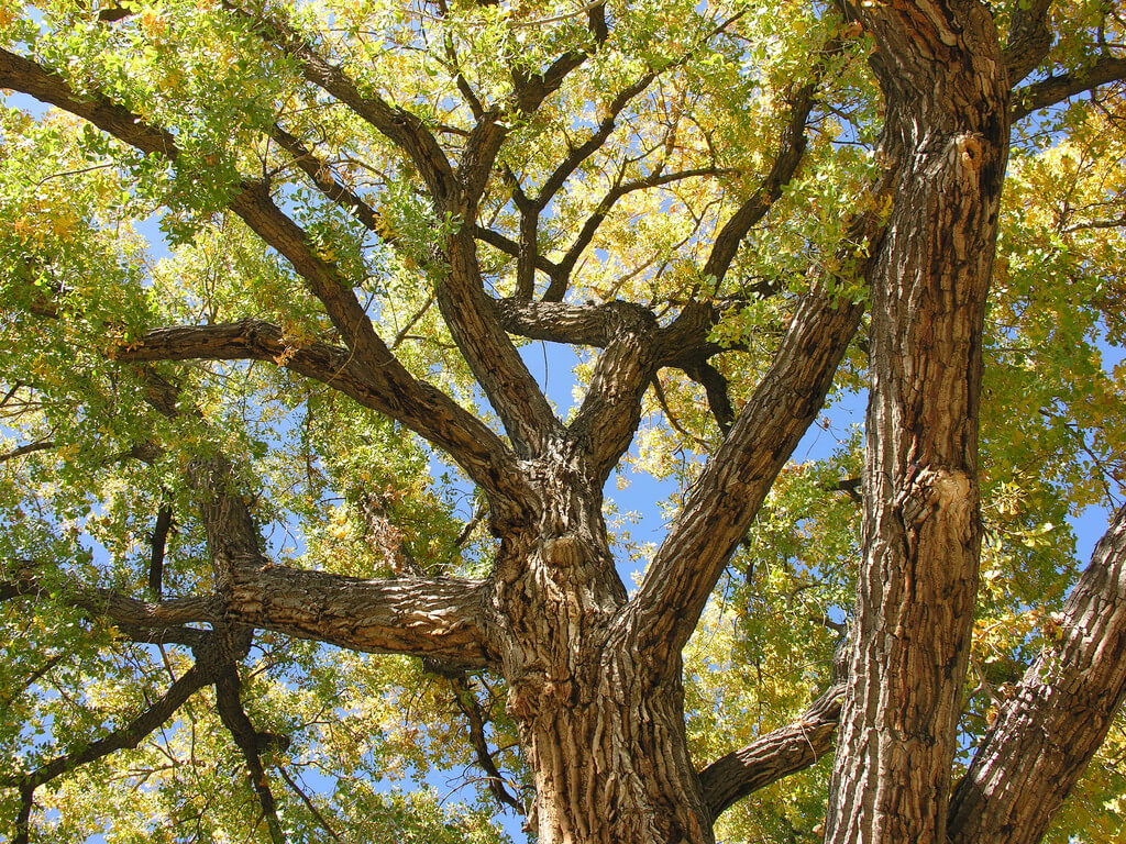 High River: Detour Required on Macleod Trail and 6 Street S.W. for Tree Removal