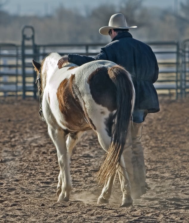 Alberta Horse Owners Notified of Possible Neurotropic Equine Herpes Virus -1
