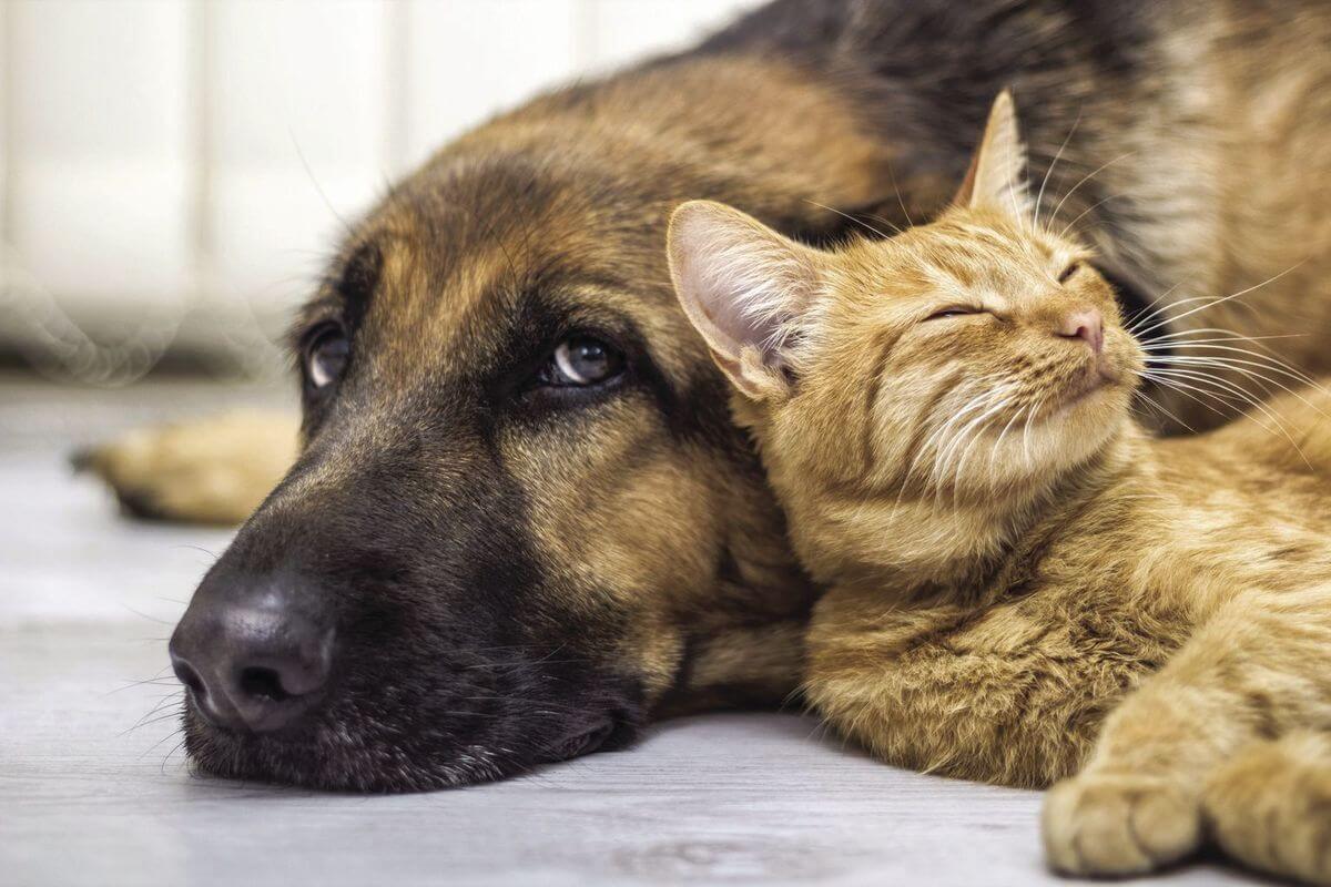 Pets as Pawns in Abusive Relationships