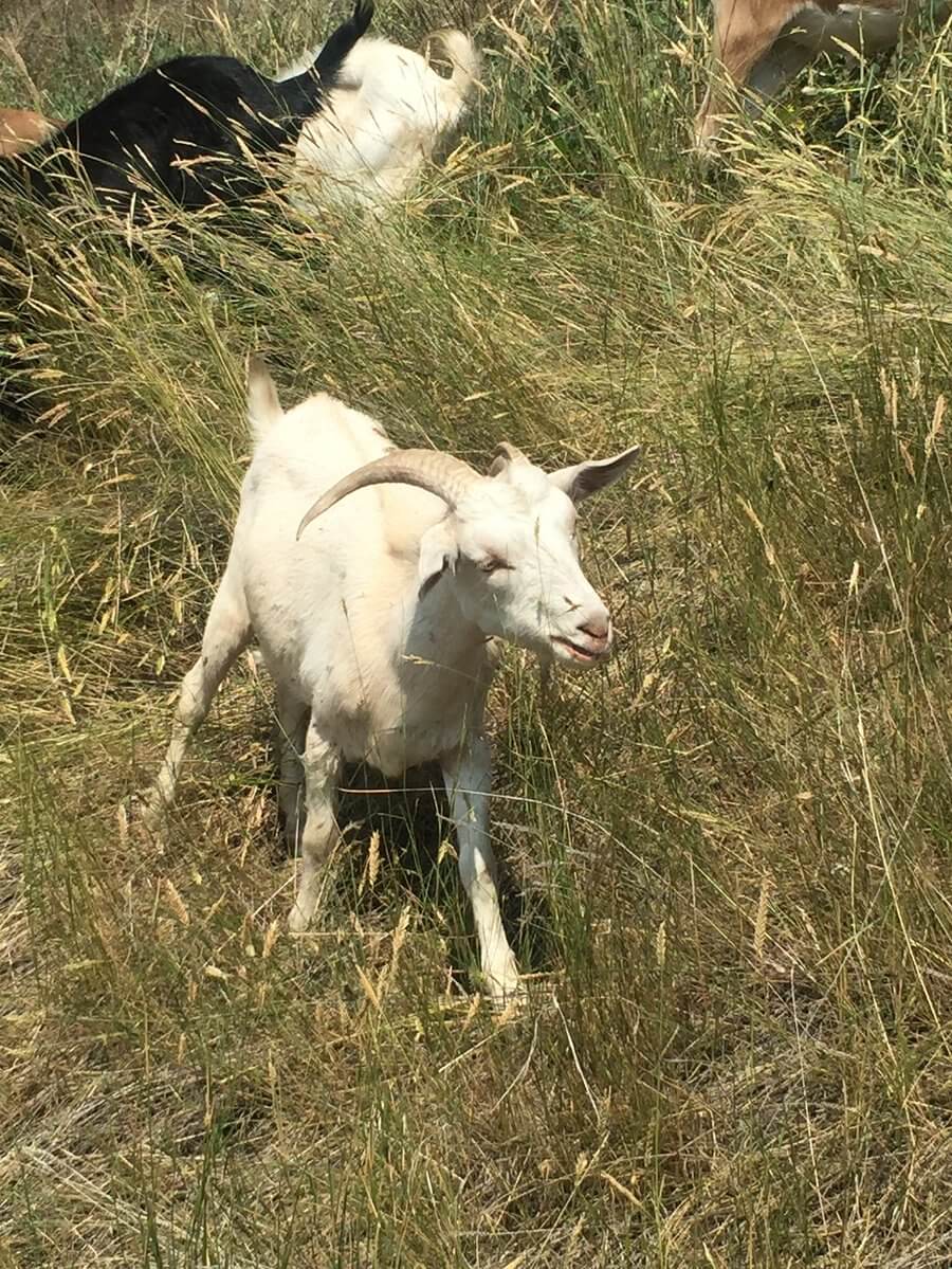 Goats Return to Calgary to Graze on Weeds, Help with Naturalization of an Area in McHugh Bluff