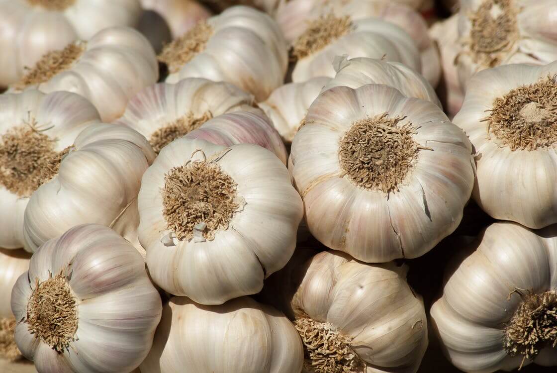 Millarville Horticultural Club: Growing Garlic